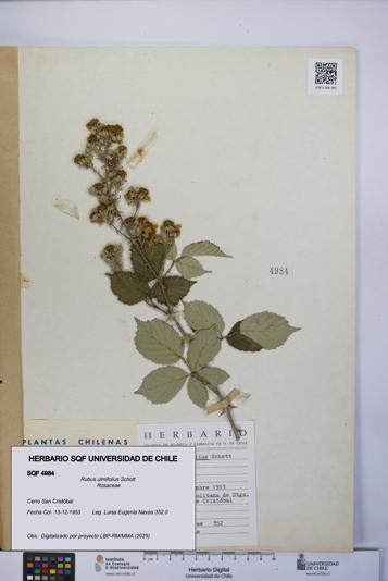 Rubus ulmifolius [Espécimen: UCH:SQF:0004984]