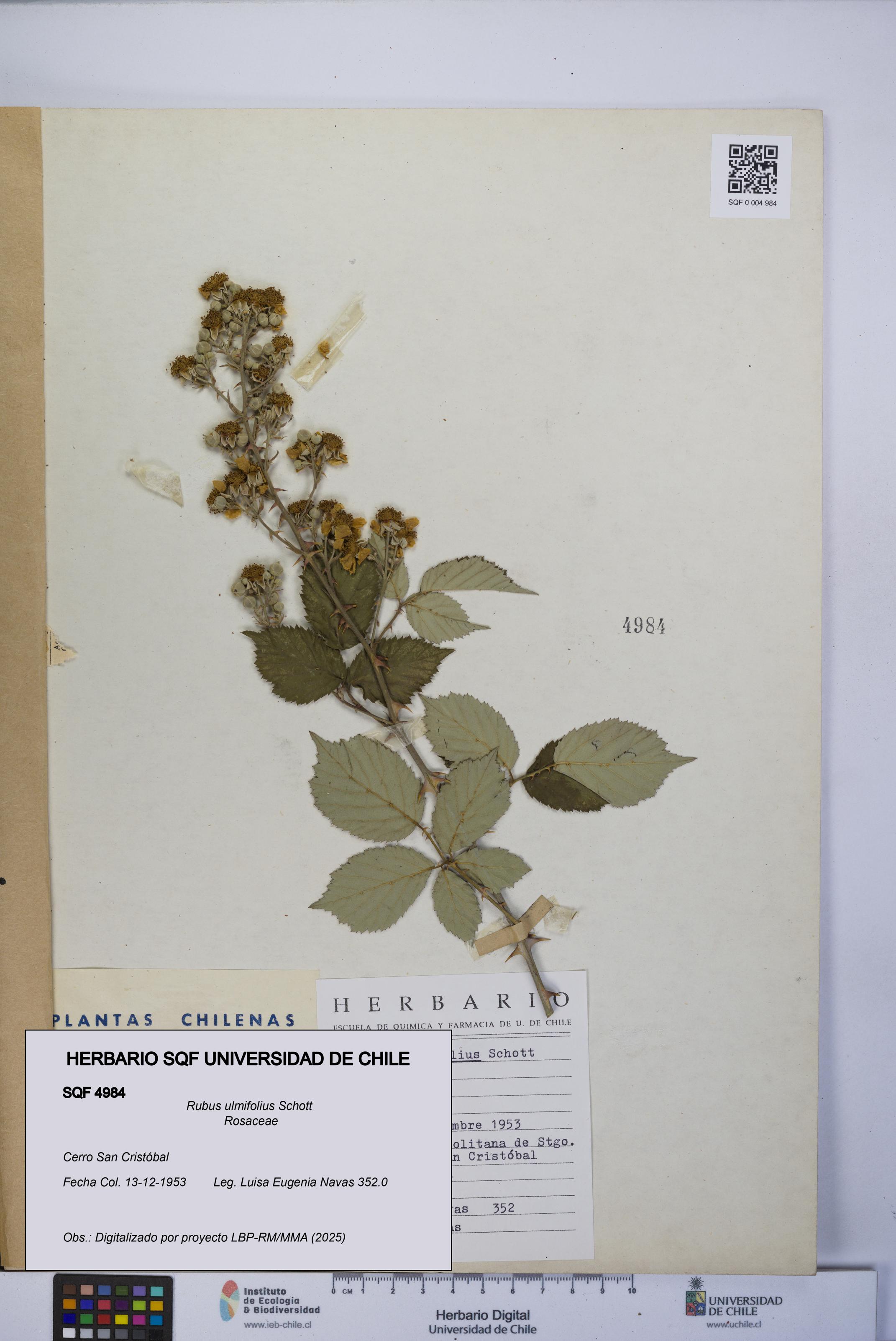 Rubus ulmifolius [Espécimen: UCH:SQF:0004984]