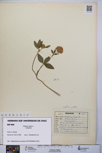 Trifolium repens [Espécimen: UCH:SQF:0005002]