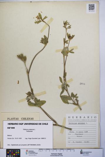 Trifolium pratense [Espécimen: UCH:SQF:0005005]