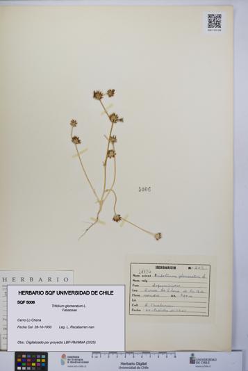 Trifolium glomeratum [Espécimen: UCH:SQF:0005006]