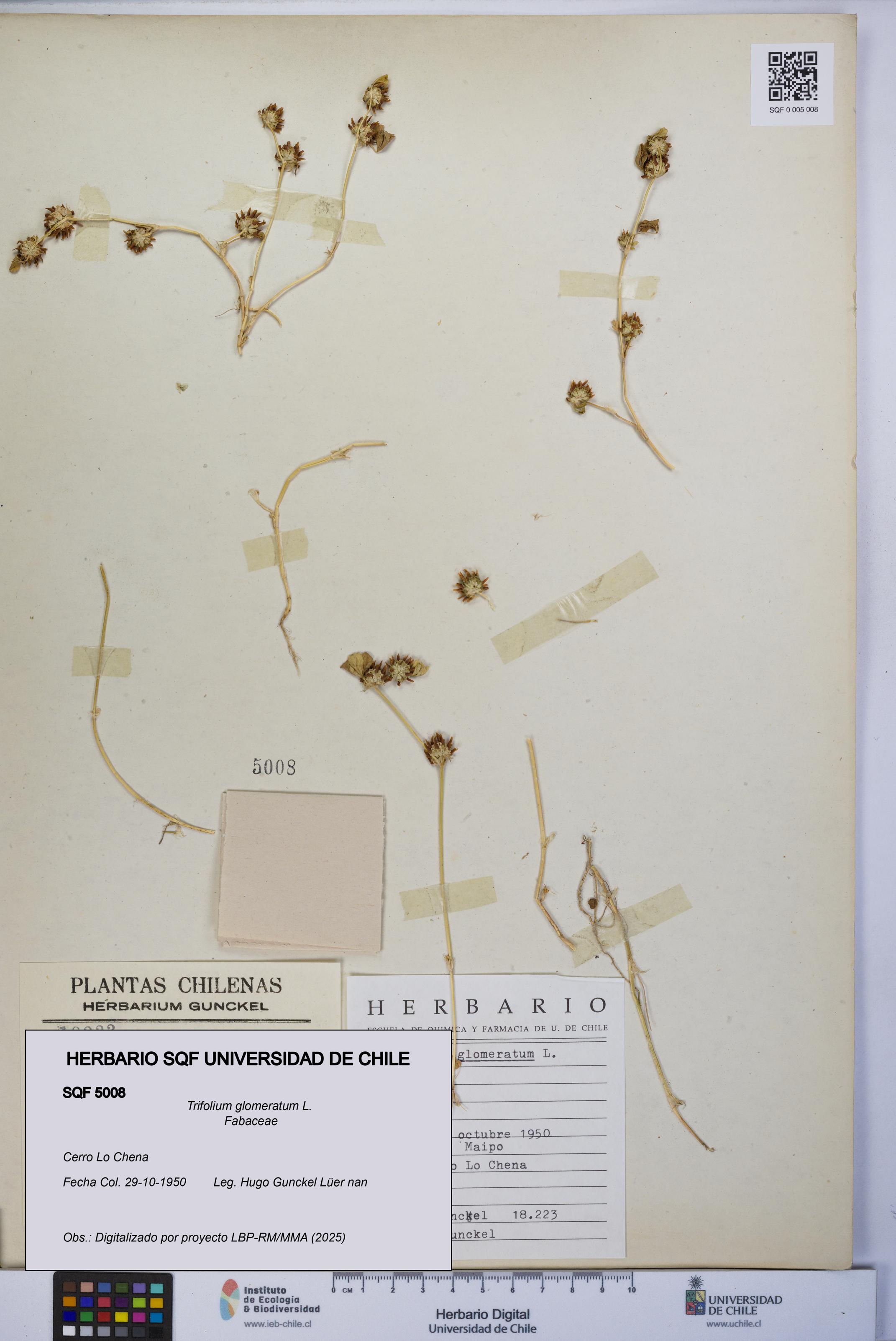 Trifolium glomeratum [Espécimen: UCH:SQF:0005008]