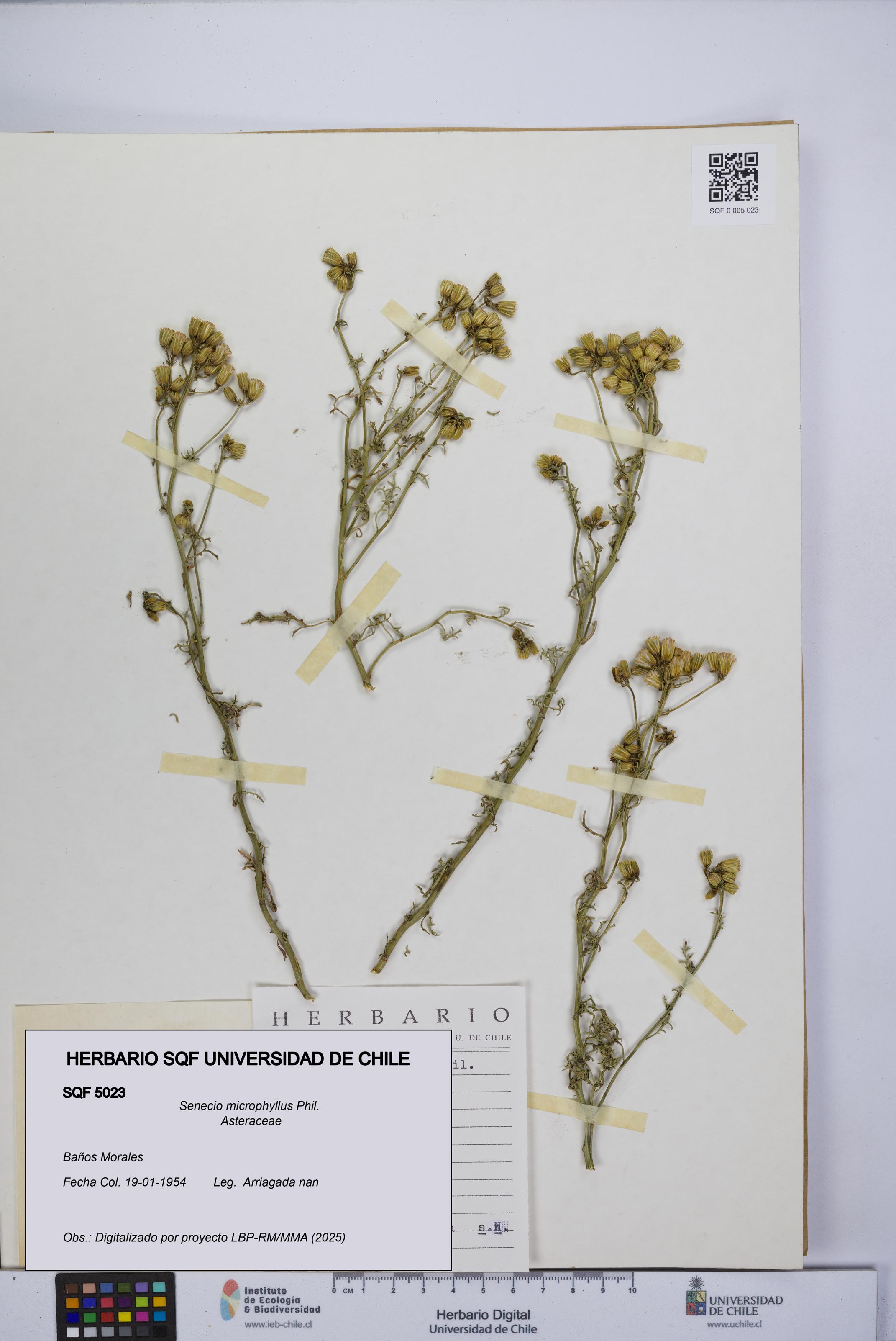 Senecio microphyllus [Espécimen: UCH:SQF:0005023]