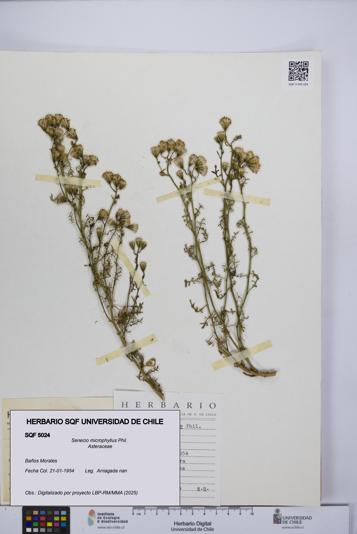 Senecio microphyllus [Espécimen: UCH:SQF:0005024]
