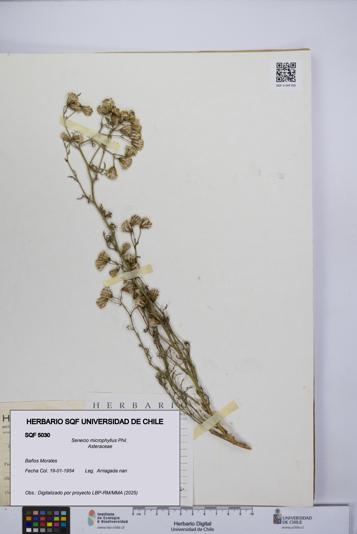 Senecio microphyllus [Espécimen: UCH:SQF:0005030]