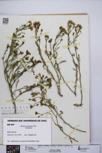 Senecio microphyllus [Espécimen: UCH:SQF:0005031]