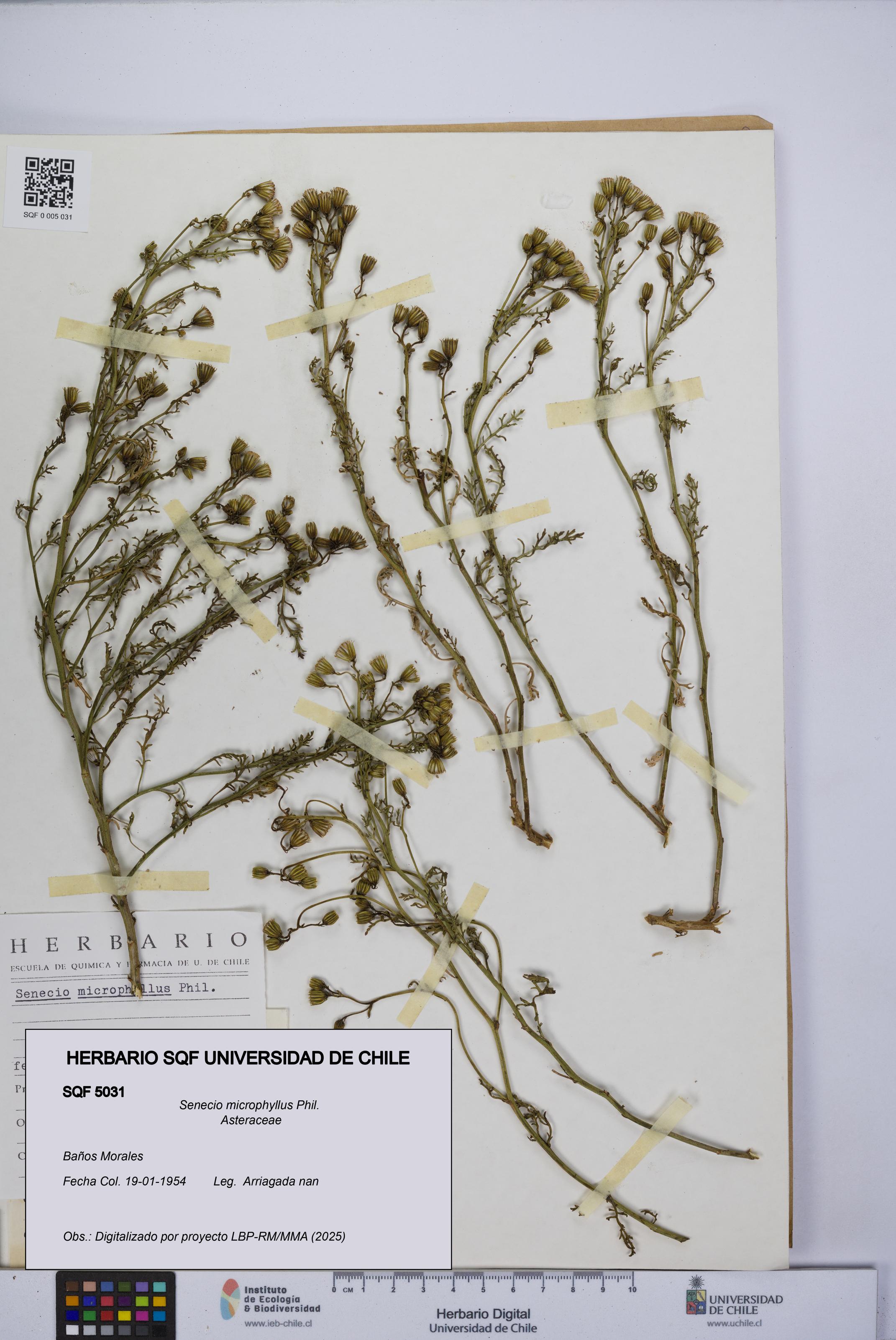 Senecio microphyllus [Espécimen: UCH:SQF:0005031]