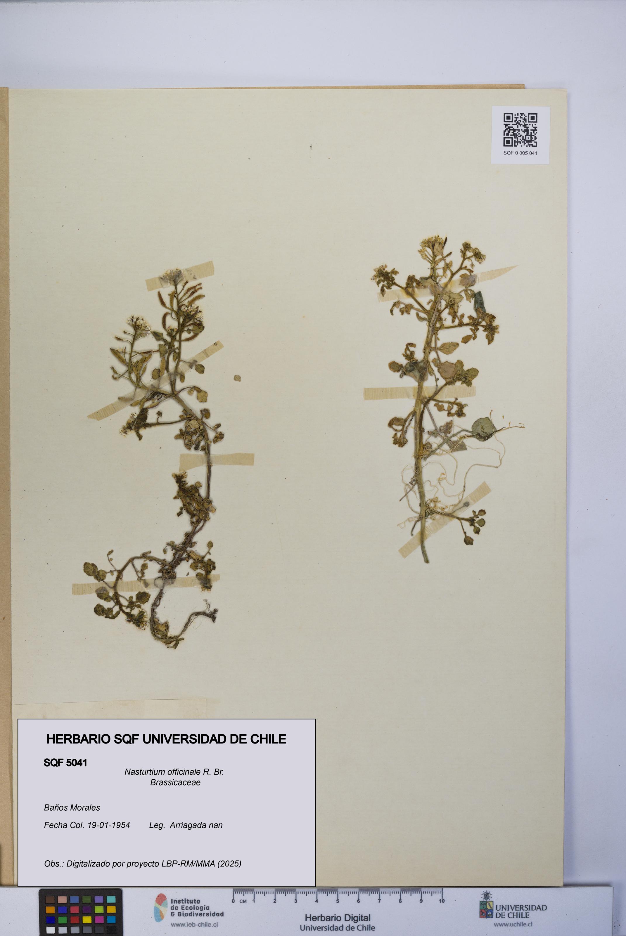 Nasturtium officinale [Espécimen: UCH:SQF:0005041]