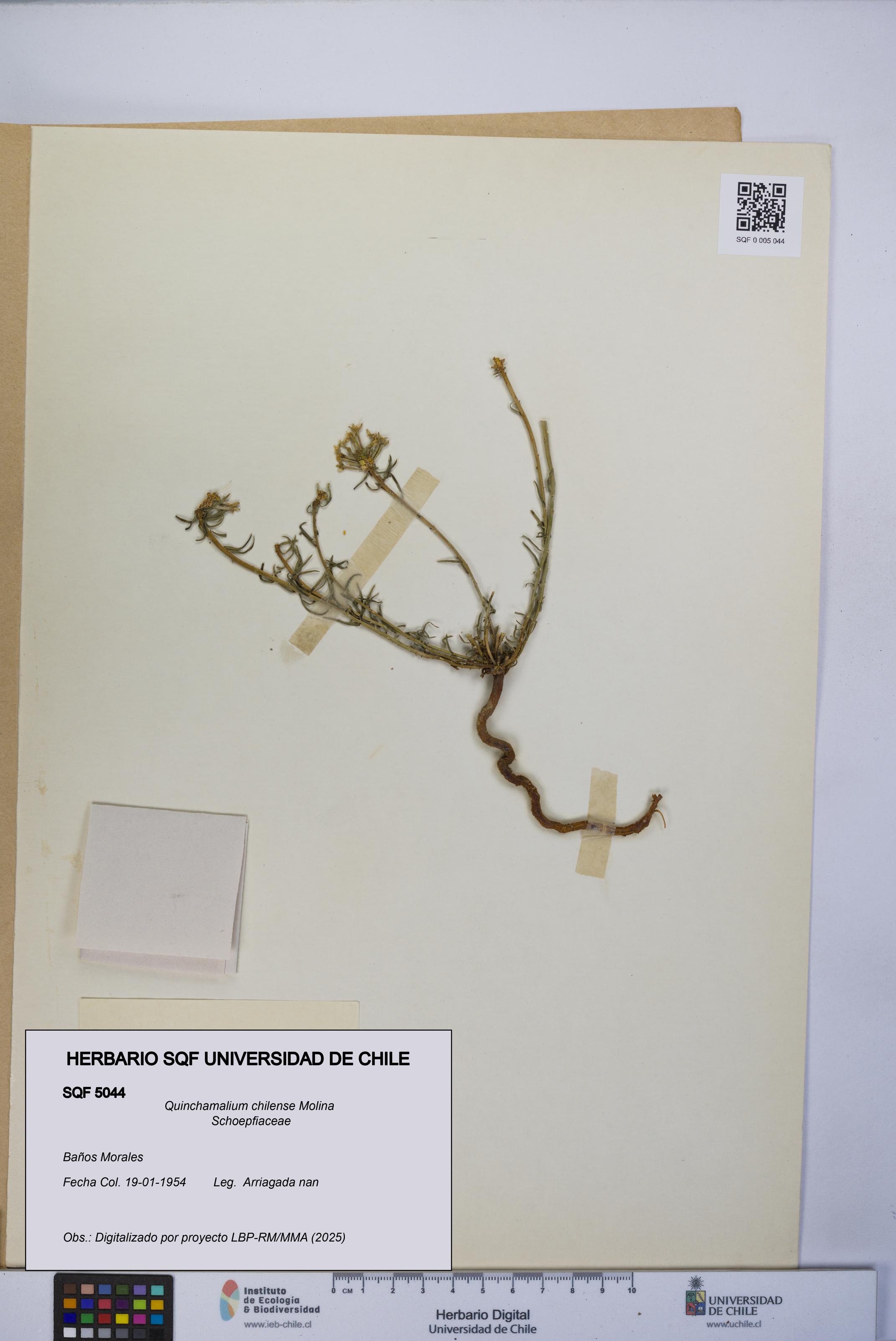 Quinchamalium chilense [Espécimen: UCH:SQF:0005044]