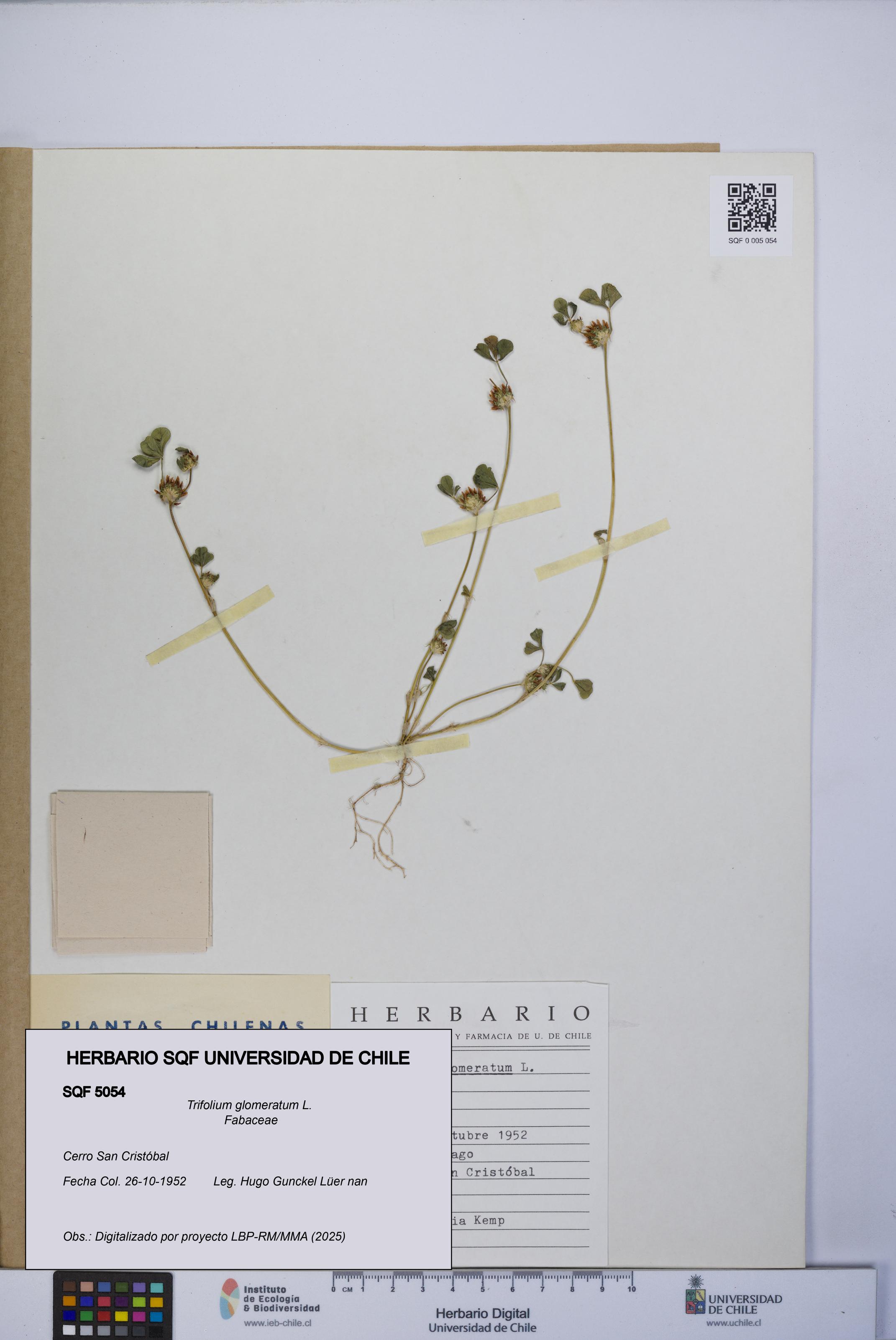 Trifolium glomeratum [Espécimen: UCH:SQF:0005054]