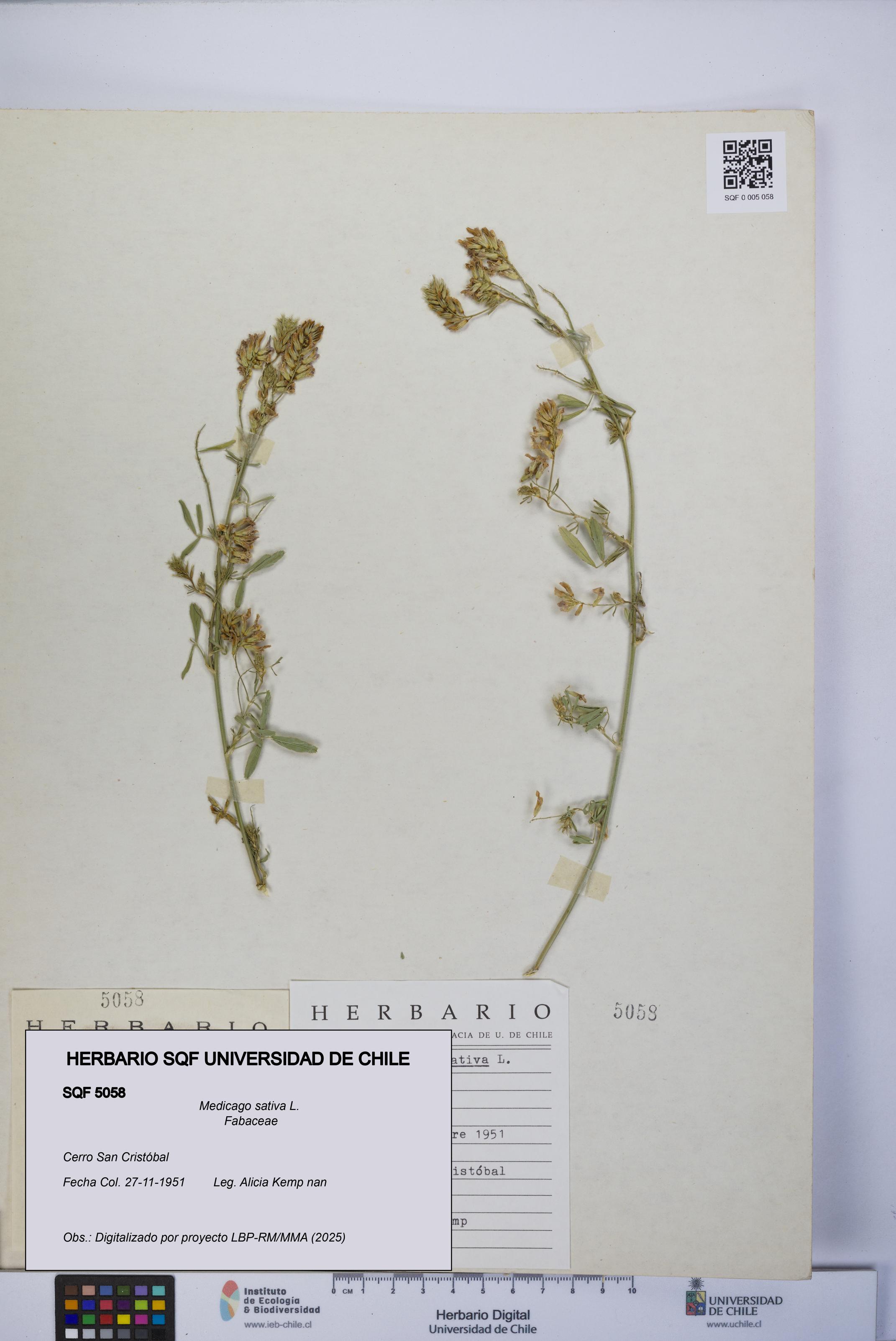 Medicago sativa [Espécimen: UCH:SQF:0005058]
