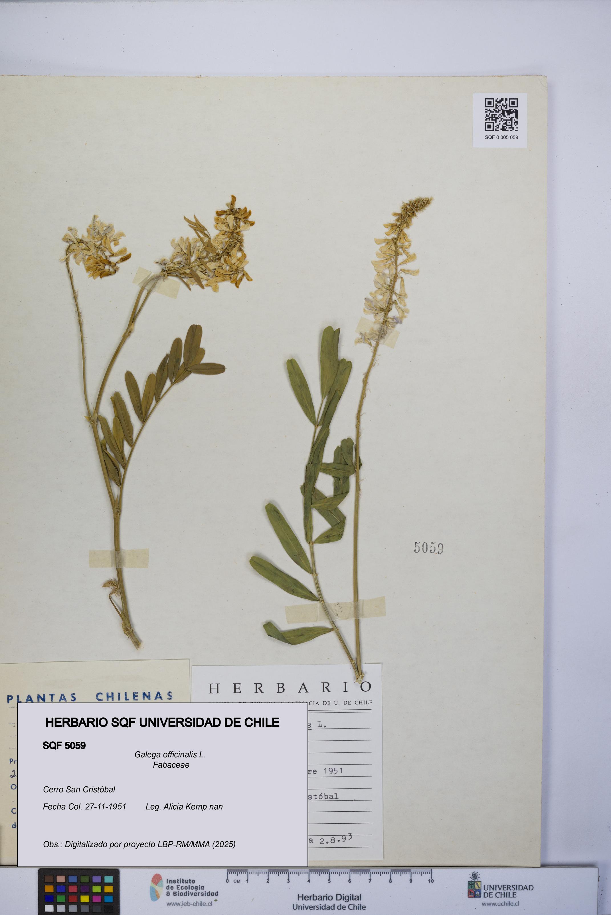 Galega officinalis [Espécimen: UCH:SQF:0005059]