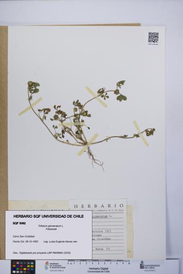 Trifolium glomeratum [Espécimen: UCH:SQF:0005062]