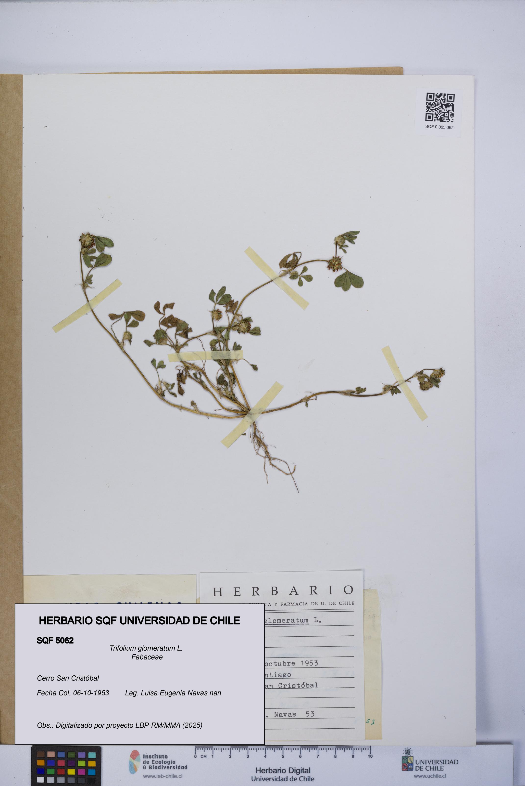 Trifolium glomeratum [Espécimen: UCH:SQF:0005062]