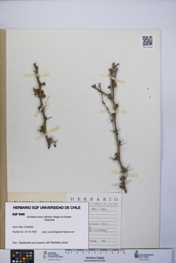 Vachellia caven [Espécimen: UCH:SQF:0005065]