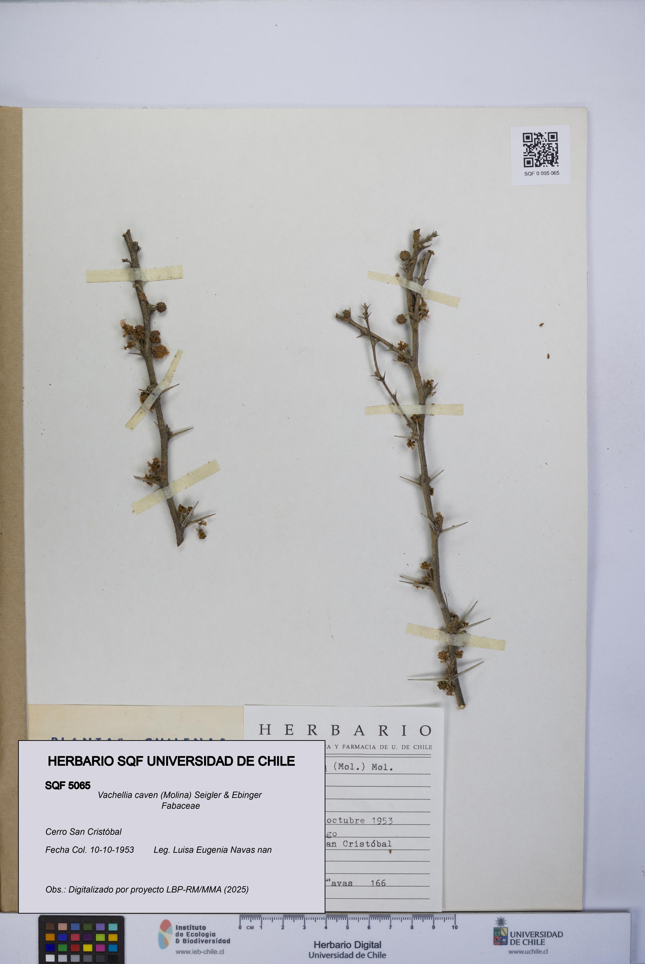 Vachellia caven [Espécimen: UCH:SQF:0005065]