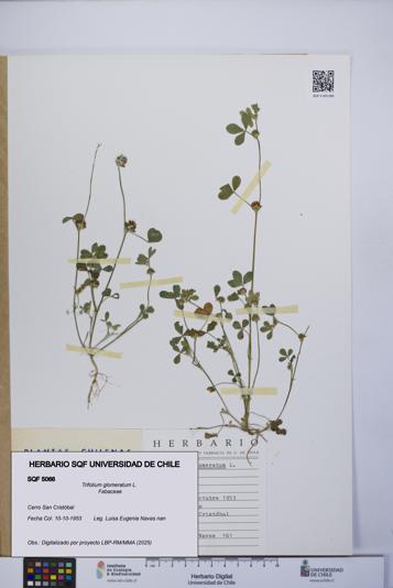 Trifolium glomeratum [Espécimen: UCH:SQF:0005066]