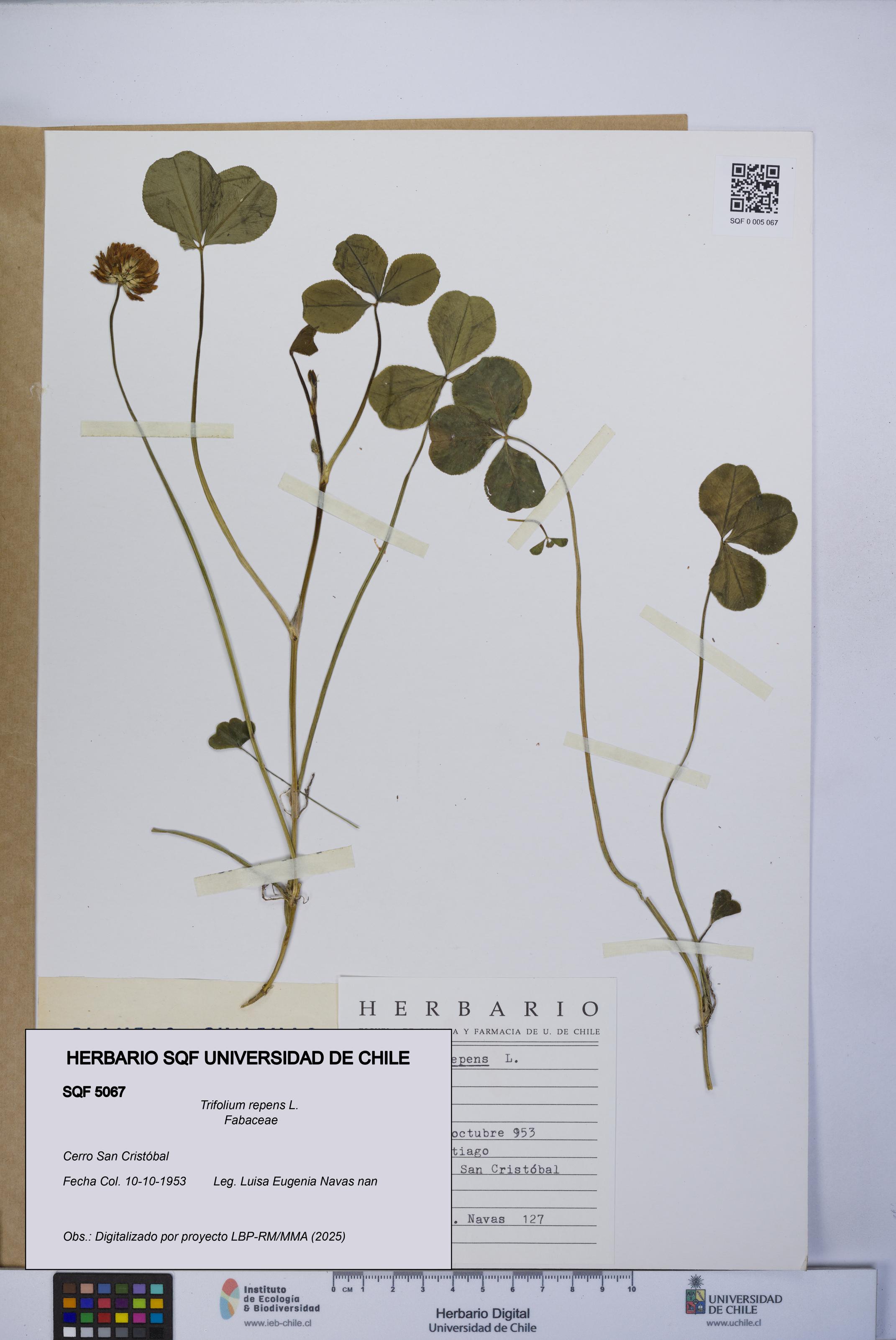 Trifolium repens [Espécimen: UCH:SQF:0005067]