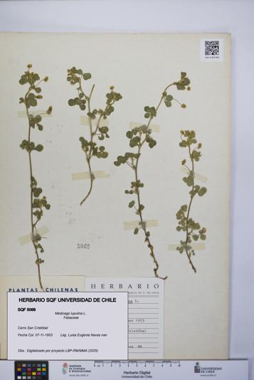 Medicago lupulina [Espécimen: UCH:SQF:0005068]