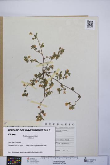 Trifolium dubium [Espécimen: UCH:SQF:0005069]