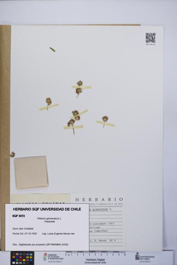 Trifolium glomeratum [Espécimen: UCH:SQF:0005072]