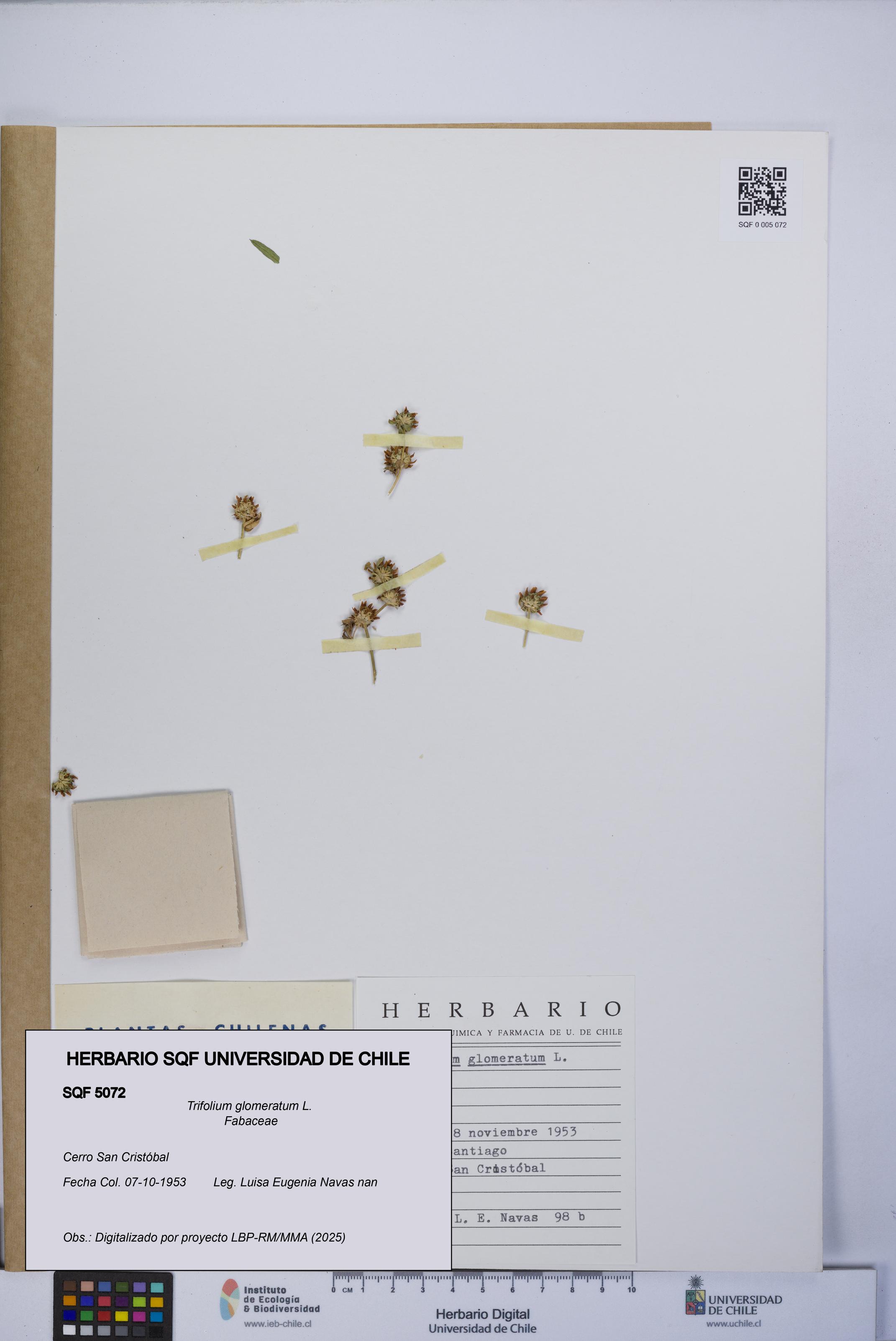 Trifolium glomeratum [Espécimen: UCH:SQF:0005072]