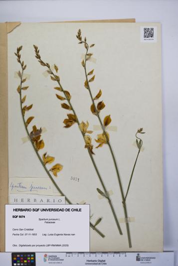 Spartium junceum [Espécimen: UCH:SQF:0005074]