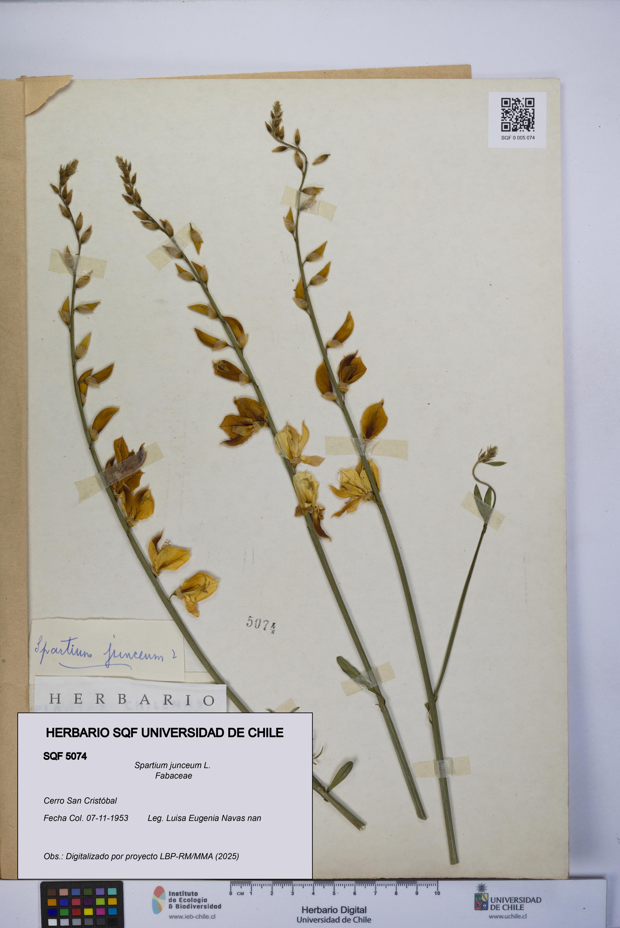 Spartium junceum [Espécimen: UCH:SQF:0005074]
