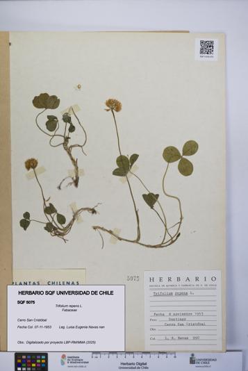 Trifolium repens [Espécimen: UCH:SQF:0005075]