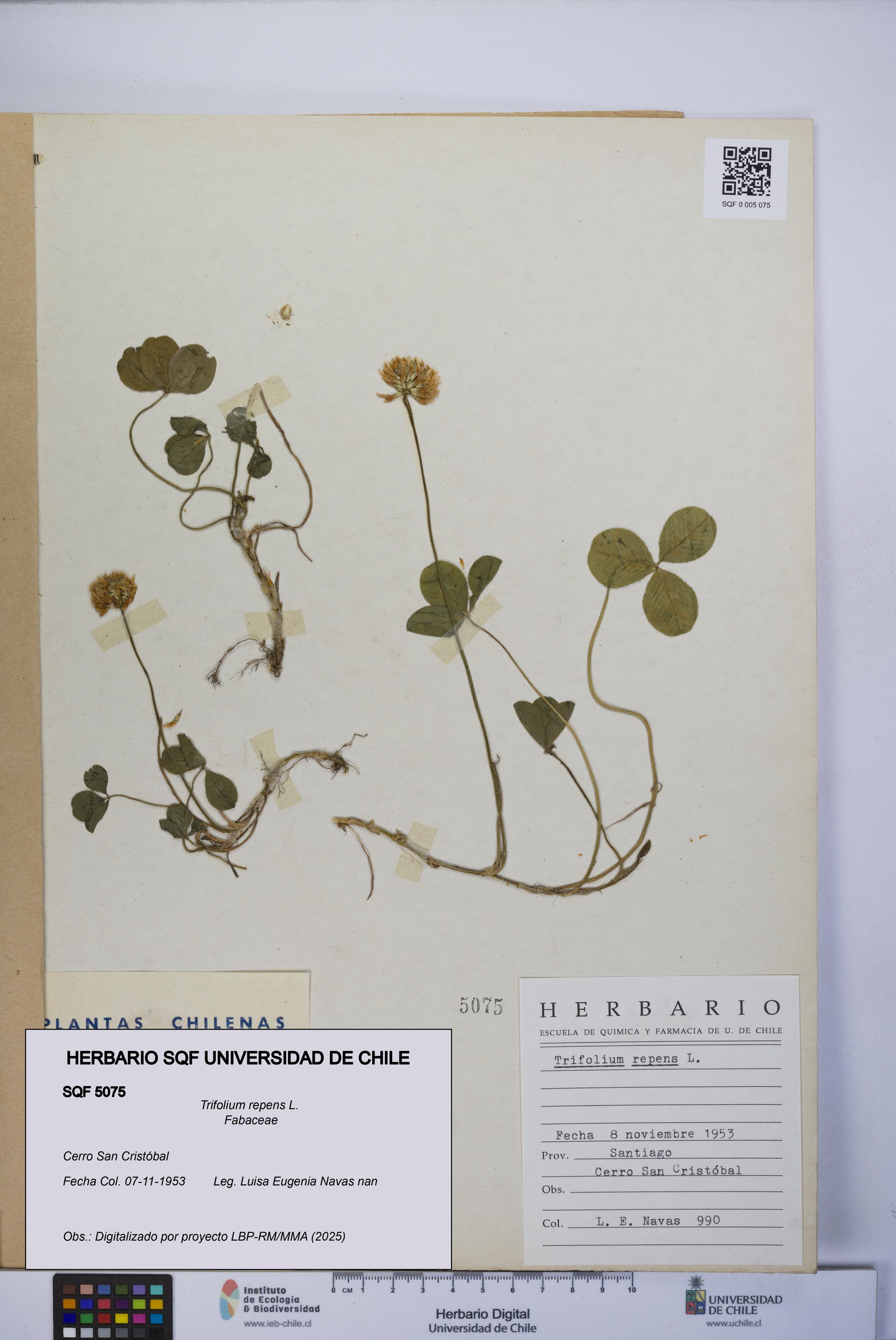 Trifolium repens [Espécimen: UCH:SQF:0005075]