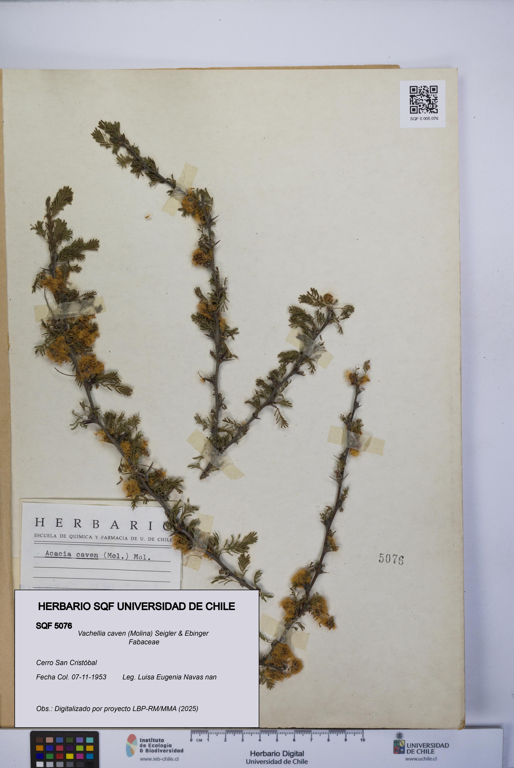 Vachellia caven [Espécimen: UCH:SQF:0005076]