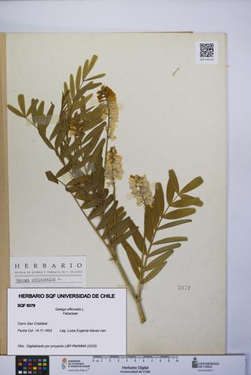 Galega officinalis [Espécimen: UCH:SQF:0005079]