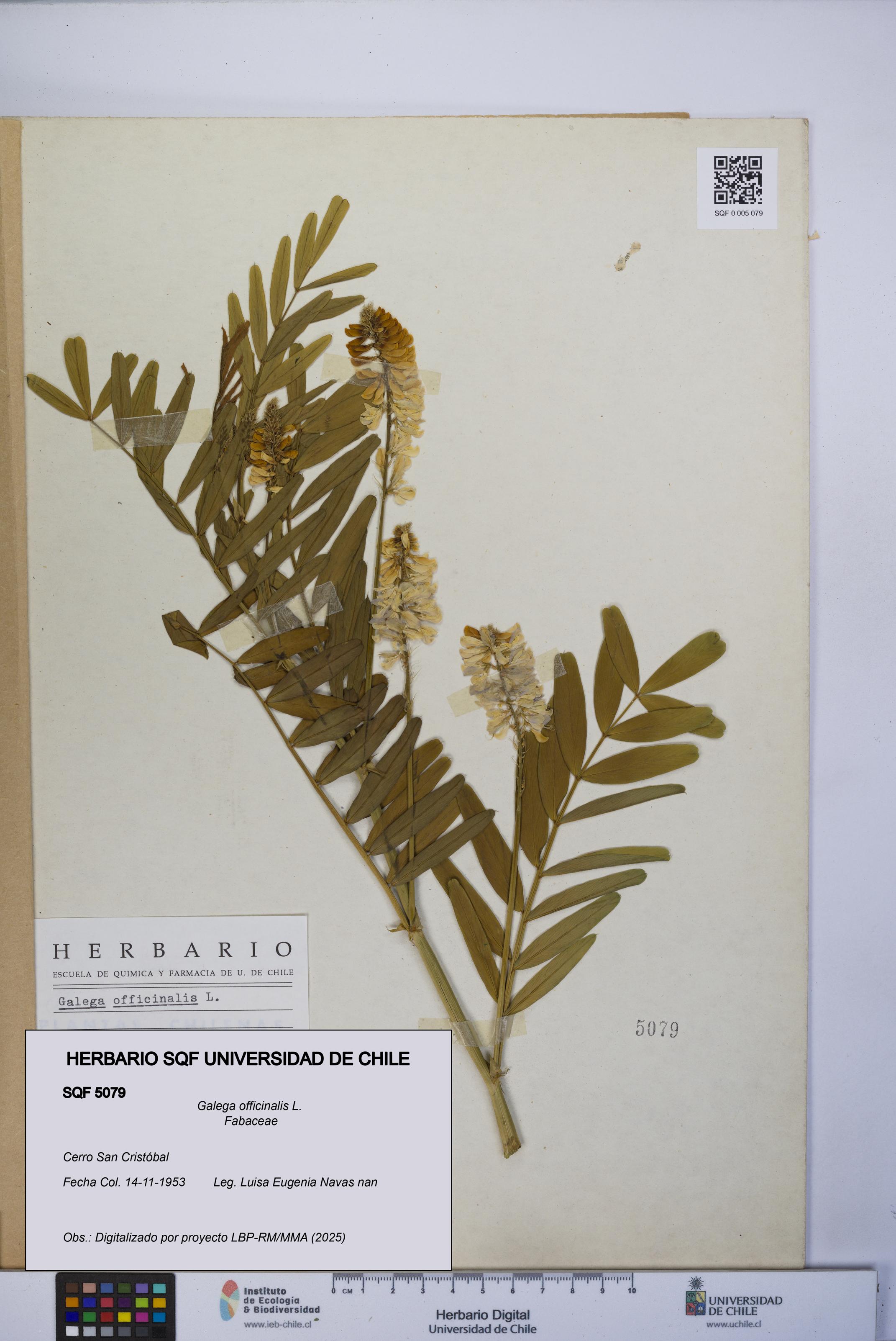 Galega officinalis [Espécimen: UCH:SQF:0005079]