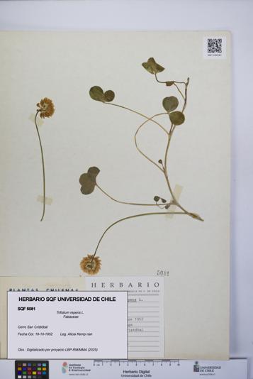 Trifolium repens [Espécimen: UCH:SQF:0005081]