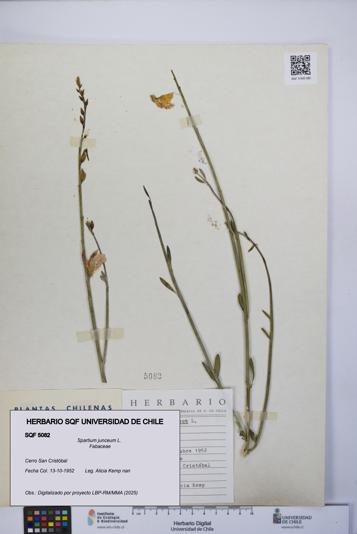 Spartium junceum [Espécimen: UCH:SQF:0005082]