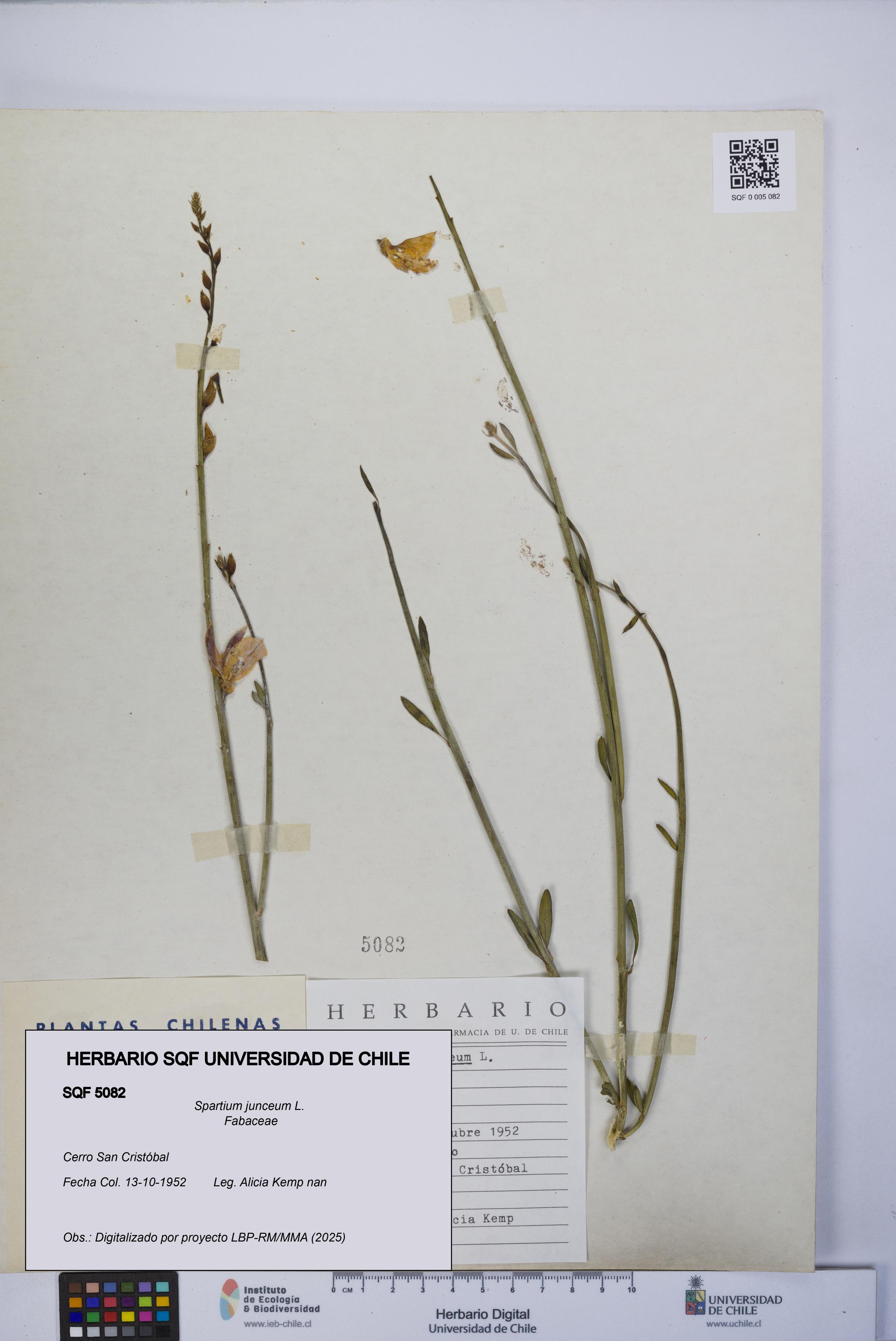 Spartium junceum [Espécimen: UCH:SQF:0005082]