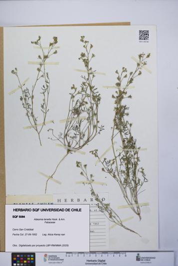 Adesmia tenella [Espécimen: UCH:SQF:0005084]