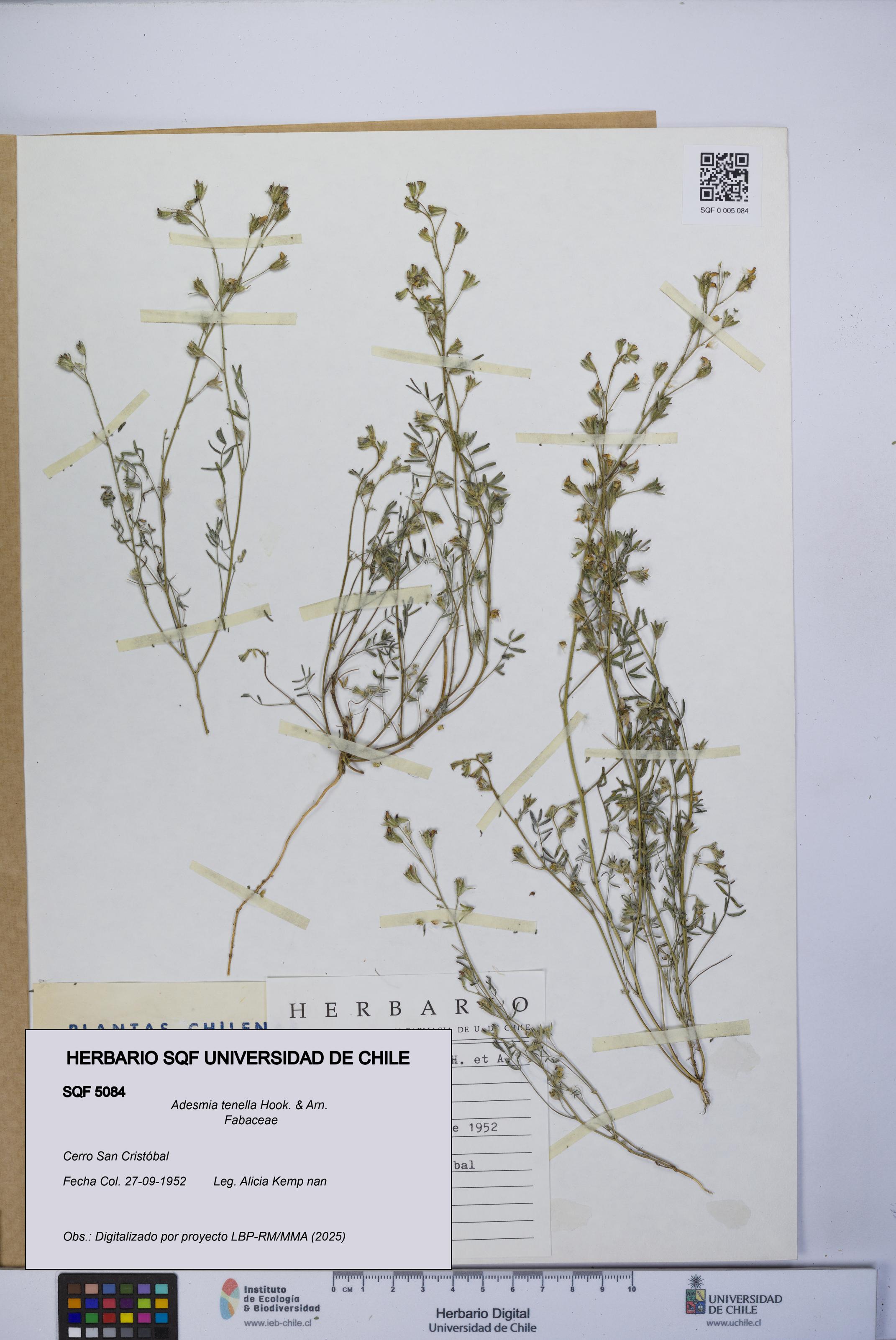 Adesmia tenella [Espécimen: UCH:SQF:0005084]