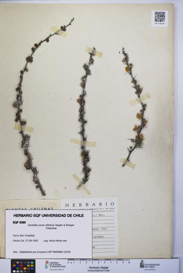 Vachellia caven [Espécimen: UCH:SQF:0005085]