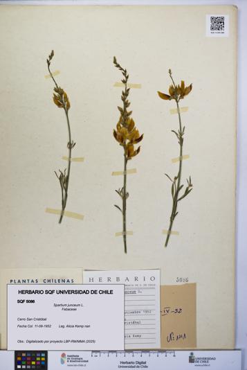 Spartium junceum [Espécimen: UCH:SQF:0005086]