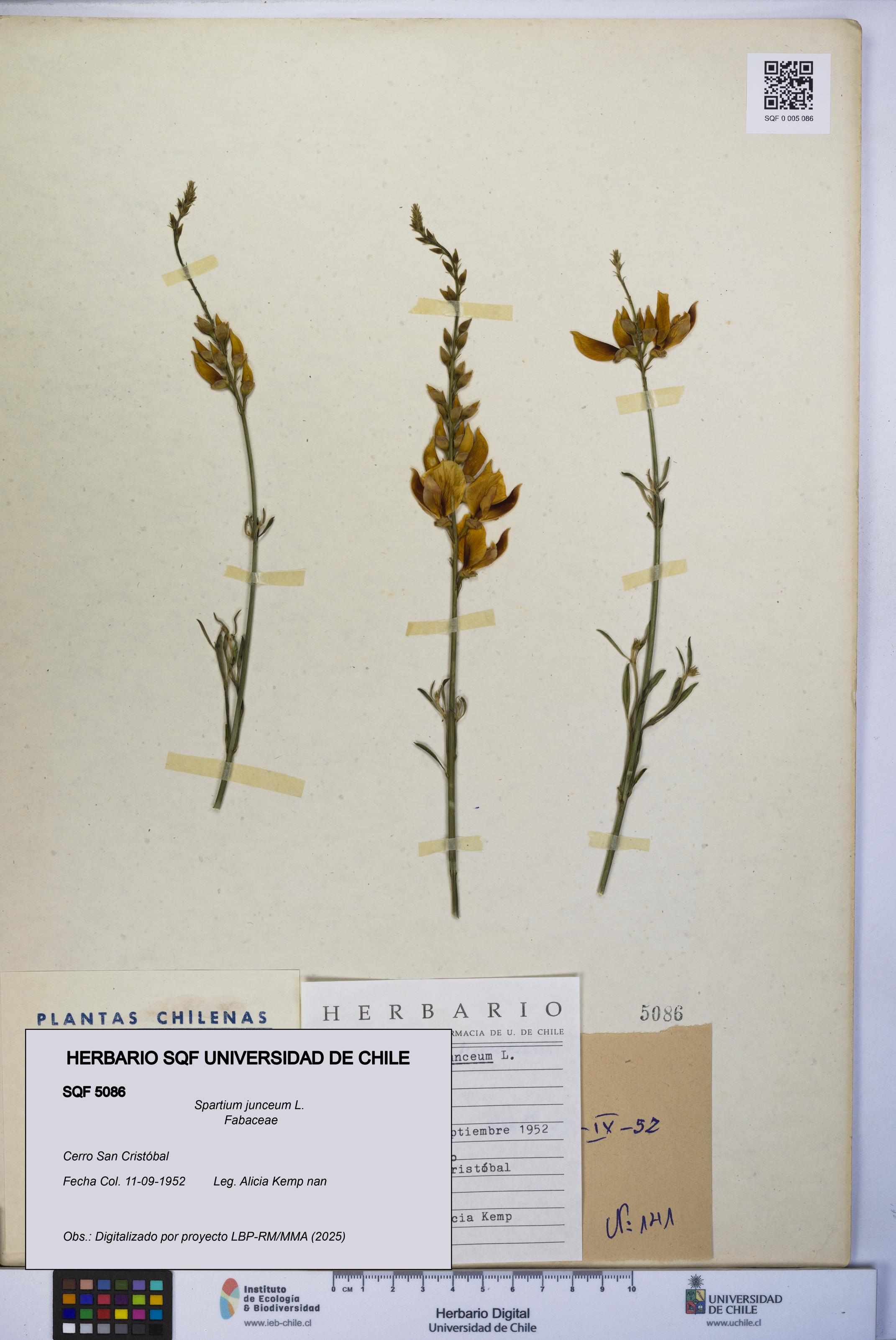 Spartium junceum [Espécimen: UCH:SQF:0005086]