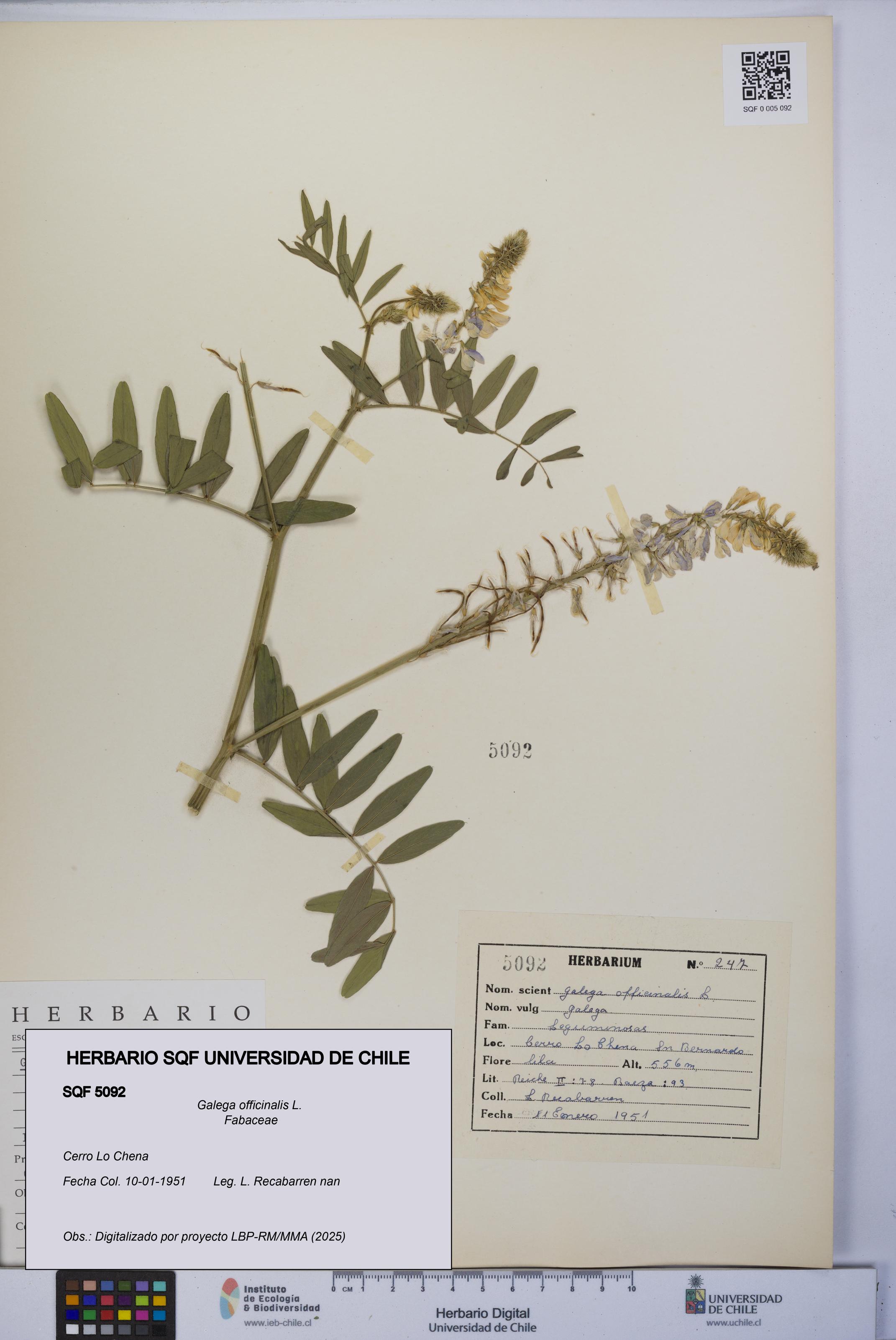 Galega officinalis [Espécimen: UCH:SQF:0005092]