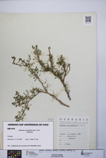 Adesmia microphylla [Espécimen: UCH:SQF:0005115]