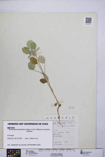 Homalocarpus dichotomus [Espécimen: UCH:SQF:0005116]