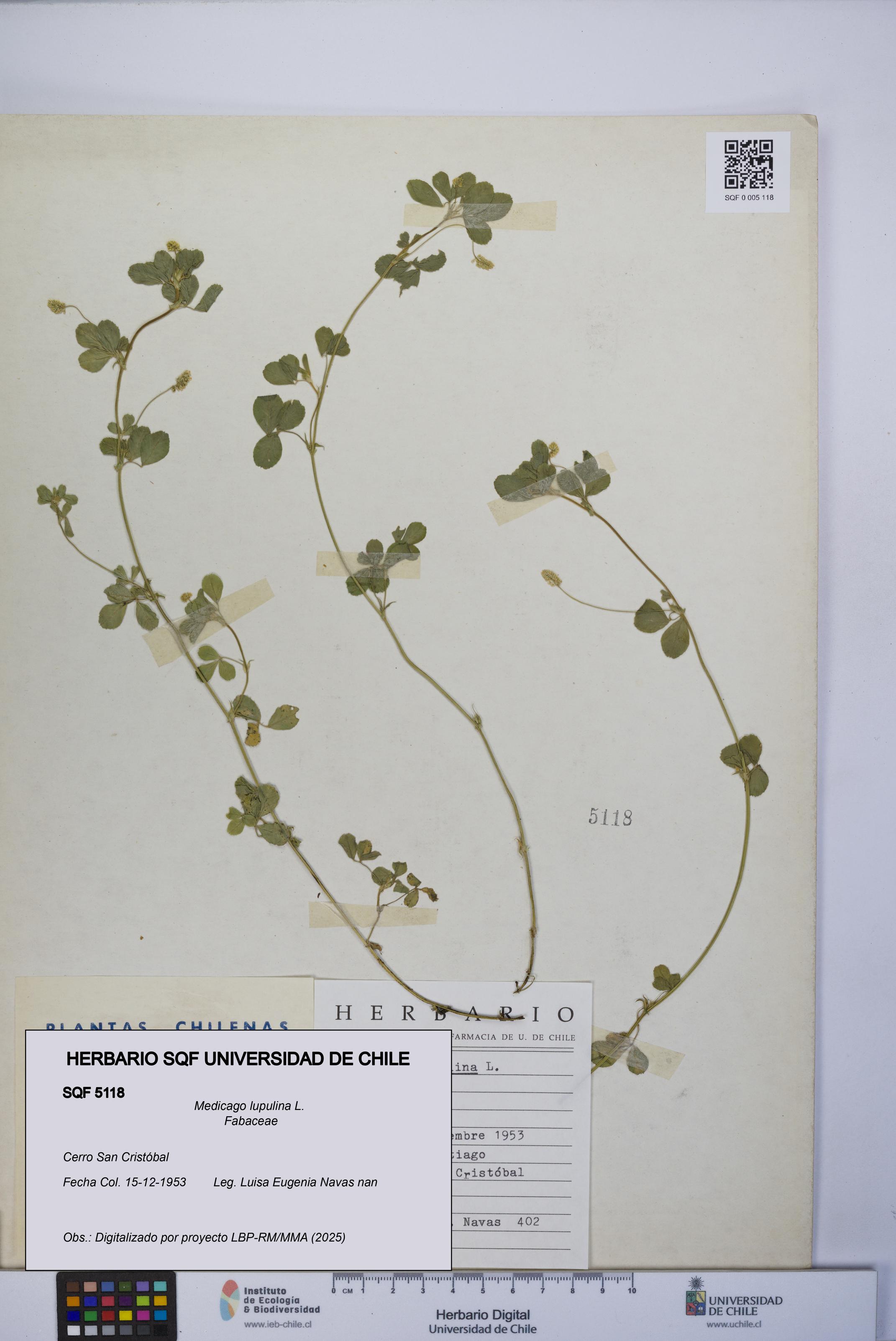 Medicago lupulina [Espécimen: UCH:SQF:0005118]