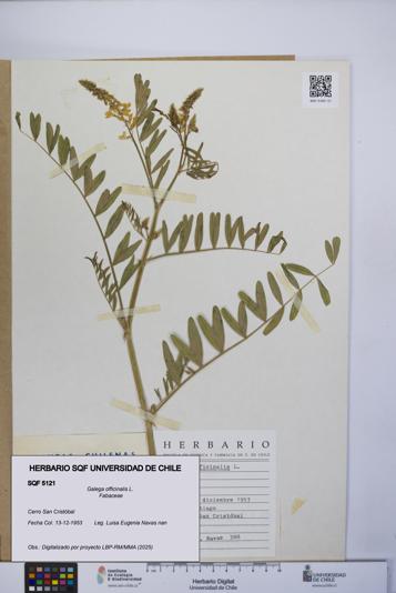 Galega officinalis [Espécimen: UCH:SQF:0005121]