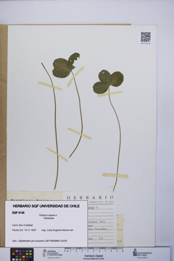 Trifolium repens [Espécimen: UCH:SQF:0005125]