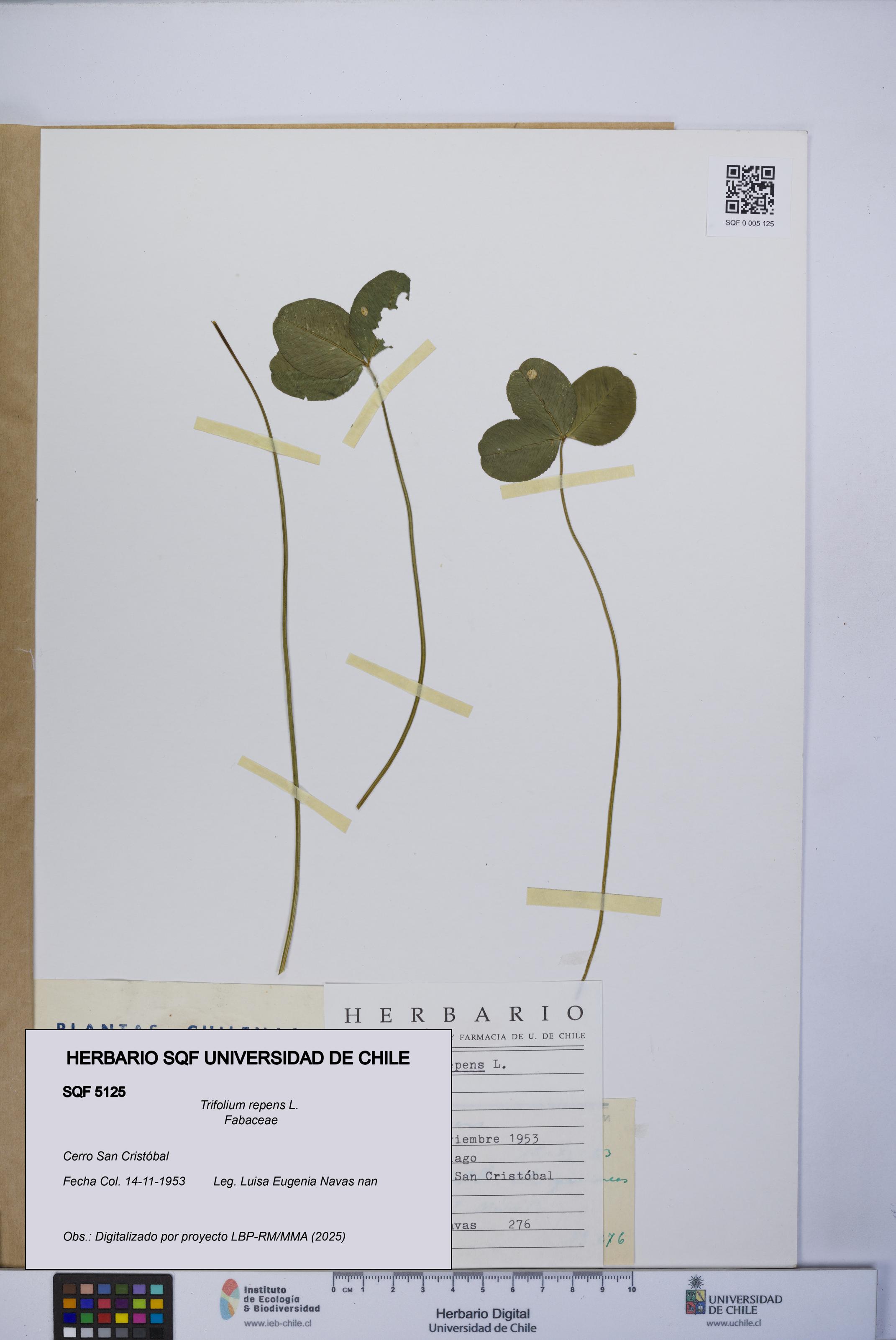 Trifolium repens [Espécimen: UCH:SQF:0005125]