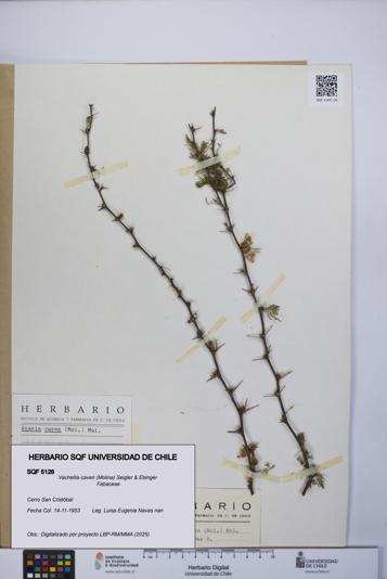 Vachellia caven [Espécimen: UCH:SQF:0005126]