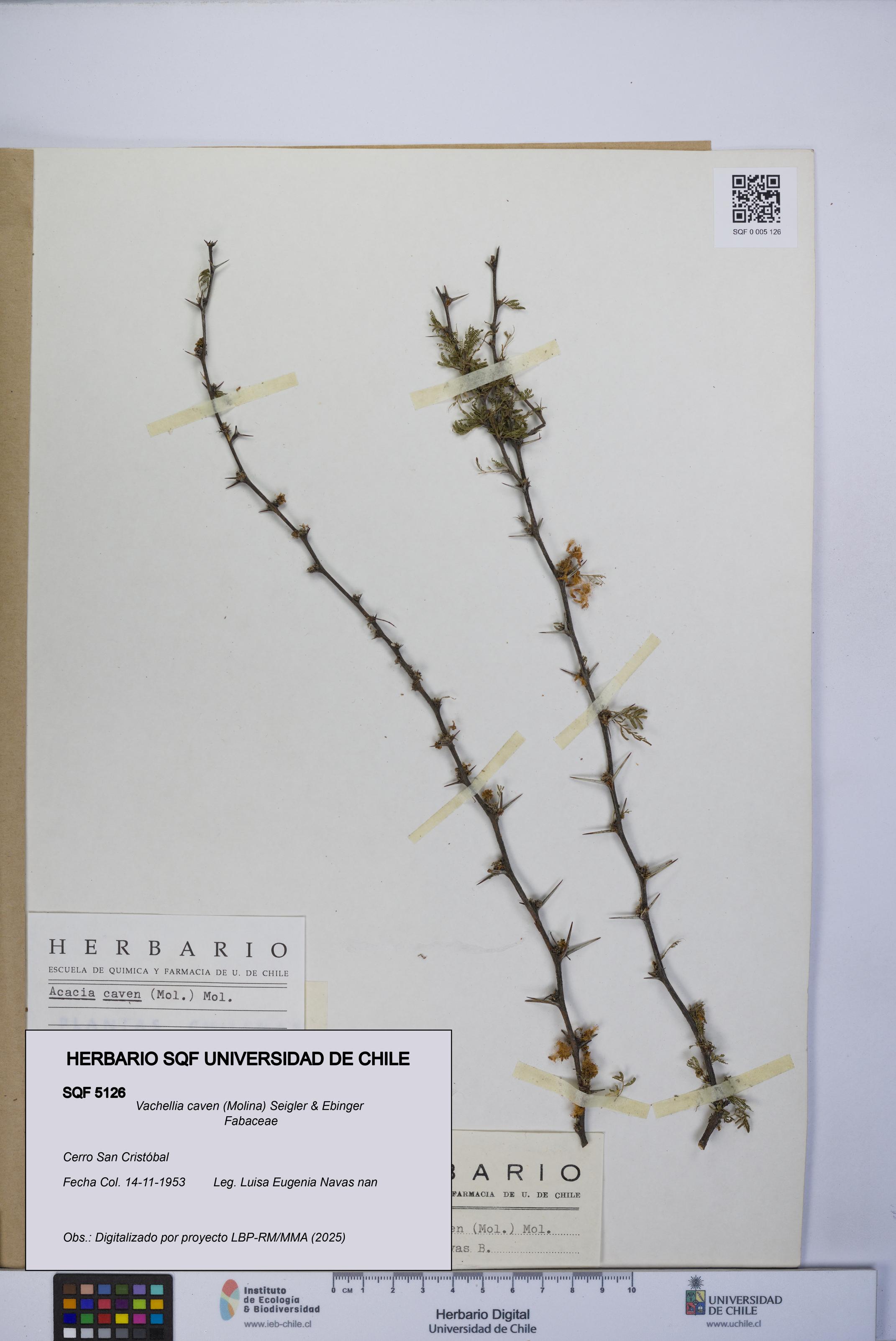 Vachellia caven [Espécimen: UCH:SQF:0005126]